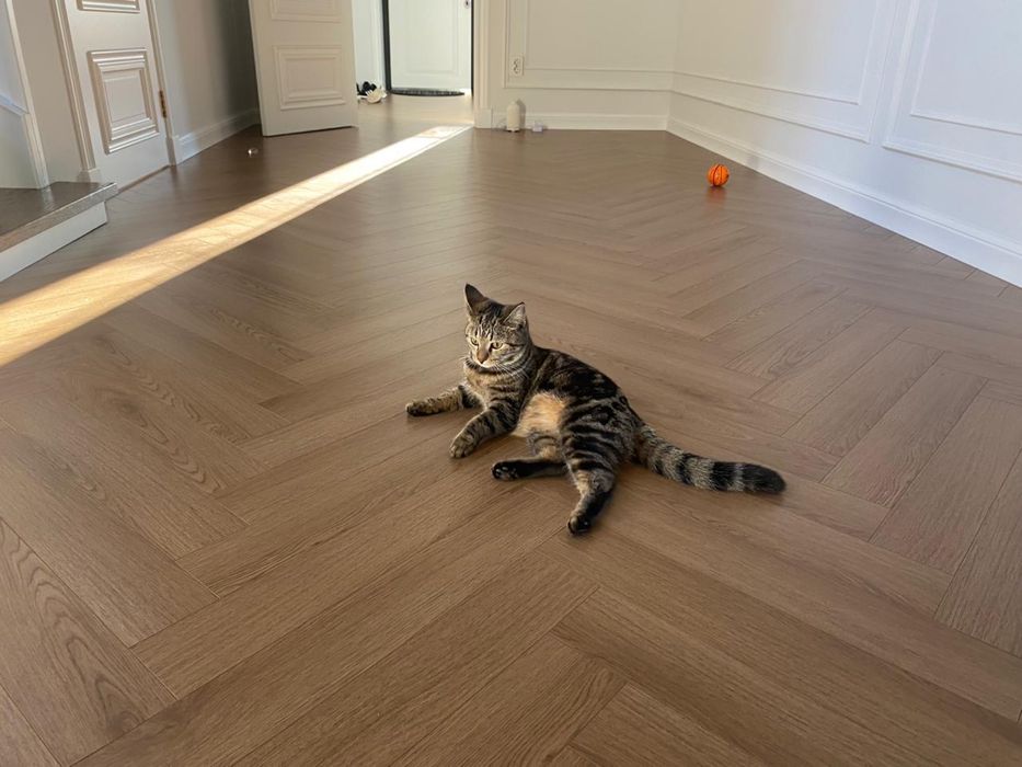 Отдам в добрые руки кошечку