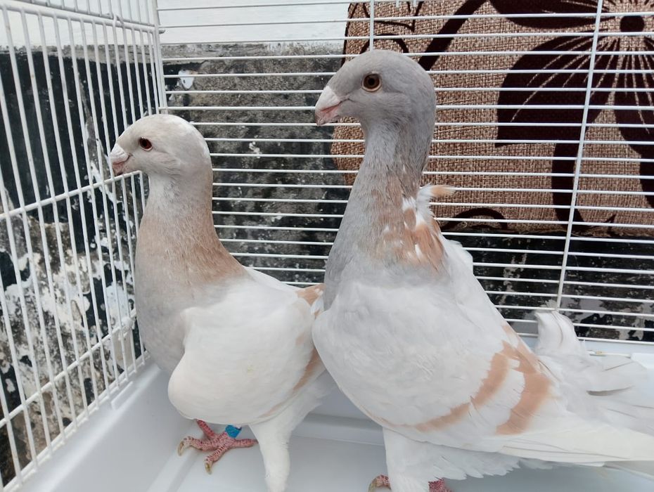 Продаются  немцы