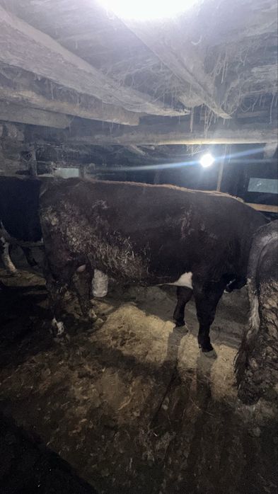 2жасарлык 4 бука сатылады семиз откормда тур