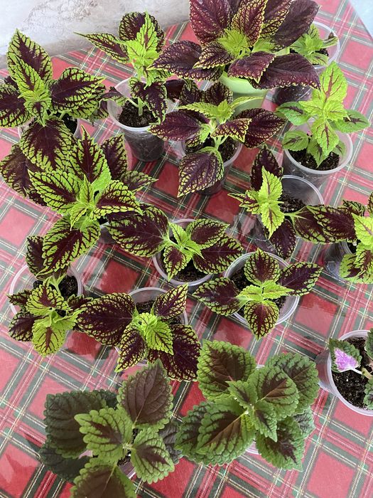 Продам Колеус необычный цветок