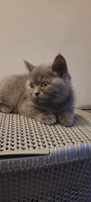 Британски котенца