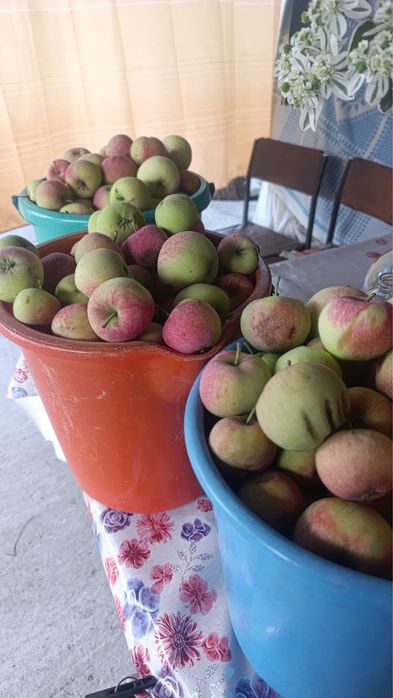 Продам домашние яблоки