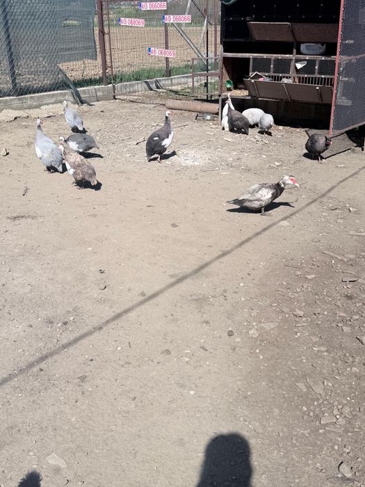 Vand oua bibilica pentru incubat