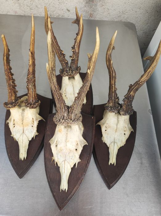 Trofeu coarne de țap