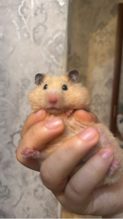 Персиковын Хомячата(6) и хомячиха(2)