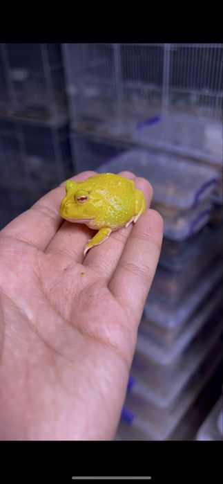 Лягушка рогатка super pikachu