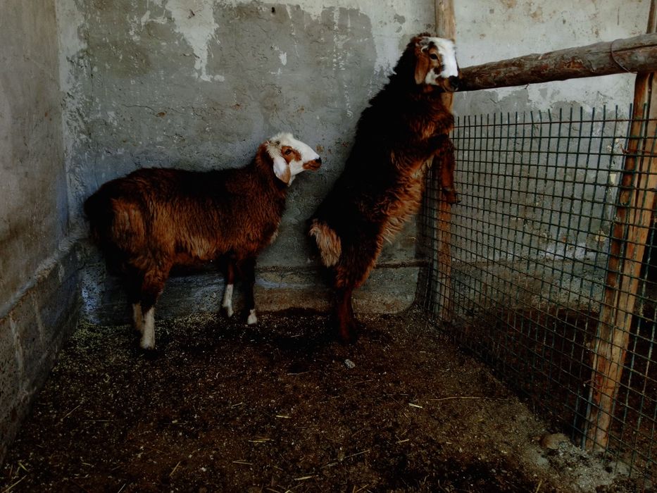 Moda barralar sotiladi