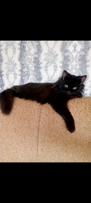 Одам добрые руки котят