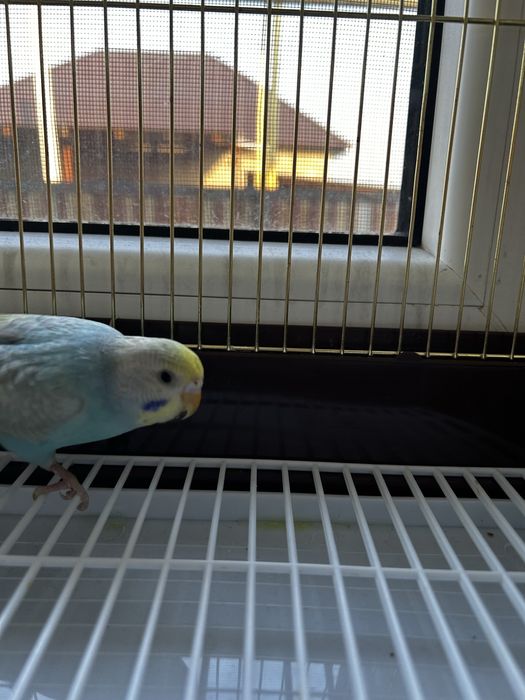 девочка папугай радужный.