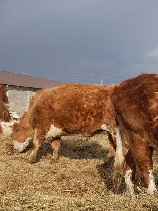 Семіз қысыр сиырлар сатылады