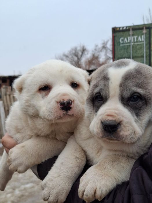 Тобет Күшік сатылады