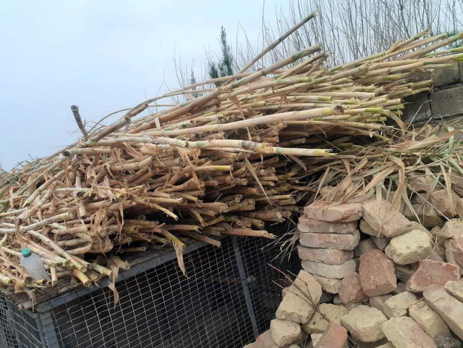 Qamish, bambuk qamish, vassalik ham qamish o'rniga ishlatsa bo'ladi !