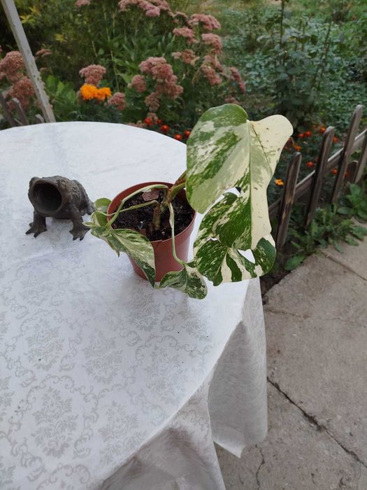 Цветы,монстера Альба,монстера деликатесная