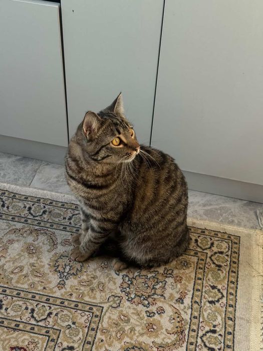 Отдам кота в добрые руки