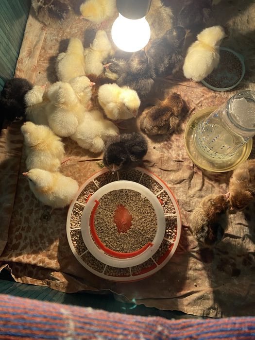 Цыплята суточные домашние