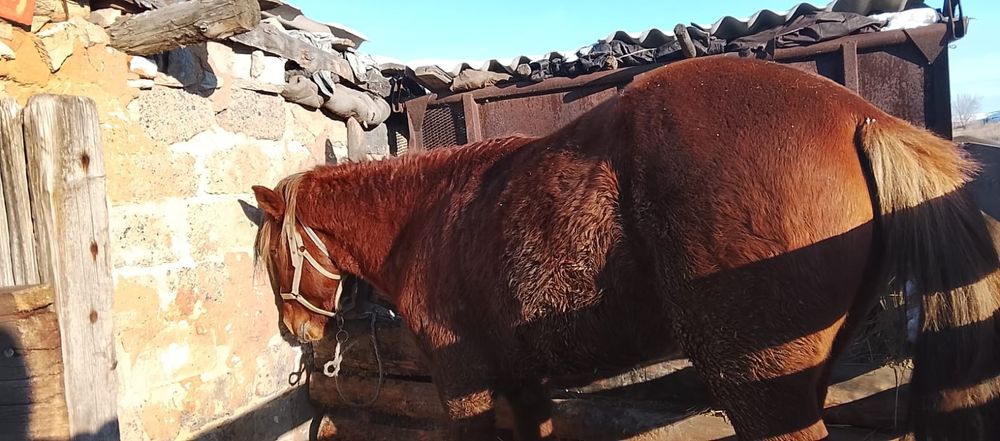 Продам айгыр 5 лет стоит на откорме