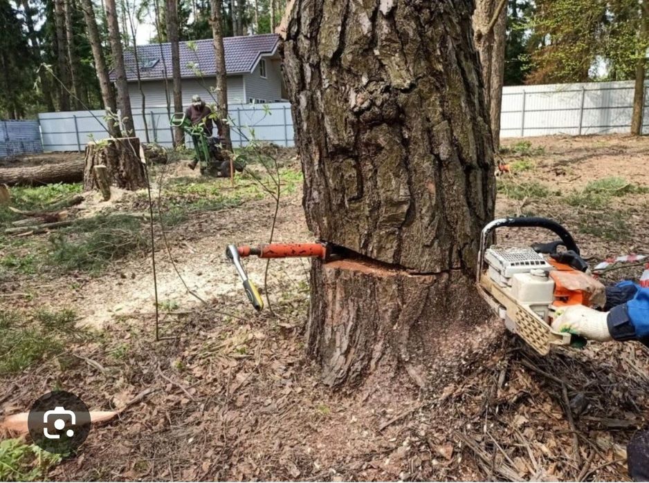 Дарахт кесиш хизмати