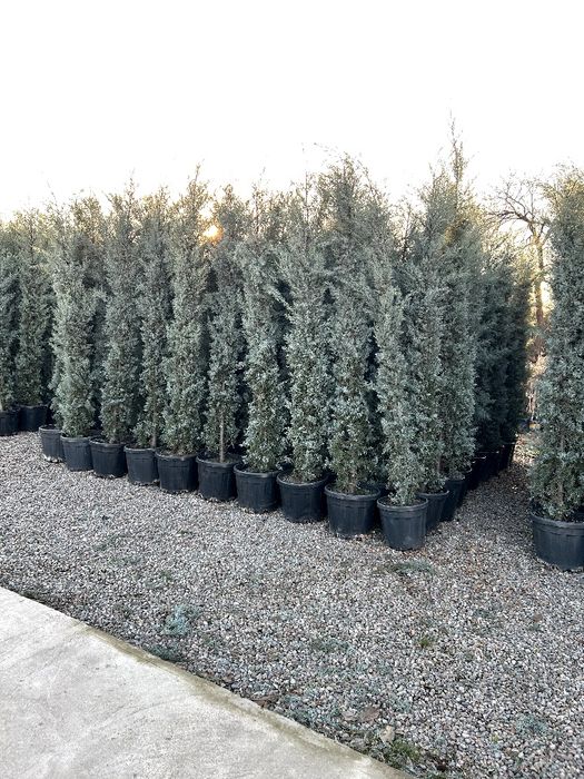 Кипарис kipar аризонский маржвеник туя голт туя  крим сасна арча archa