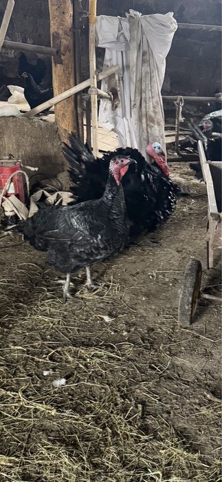 Продам индюков, самцы
