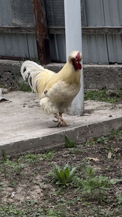 Жаа қораз сатылады болмаса обмен