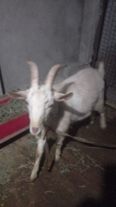 Теке сатылады, әдемі, сұлу