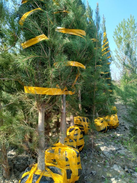 Арчалар. Сасна, можовелник, туя книжный