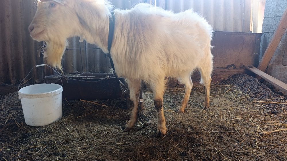 теке  үш жасар дәу