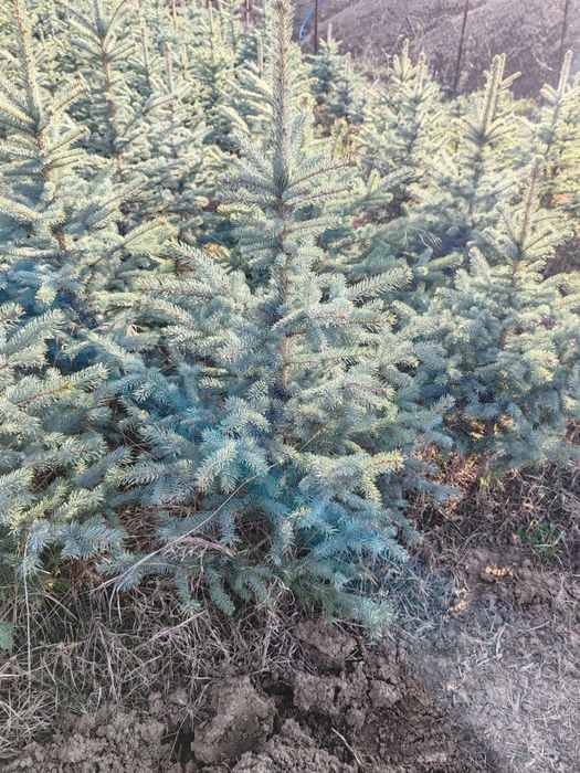 Продается Голубая ель