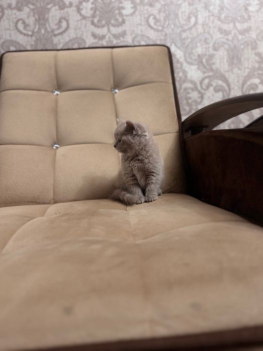 Срочно продается скоттиш страйт девочка