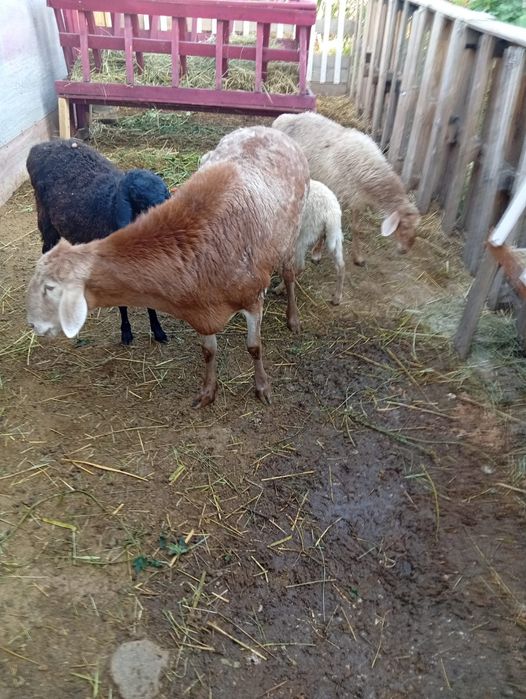 Продам кошкара Арашан