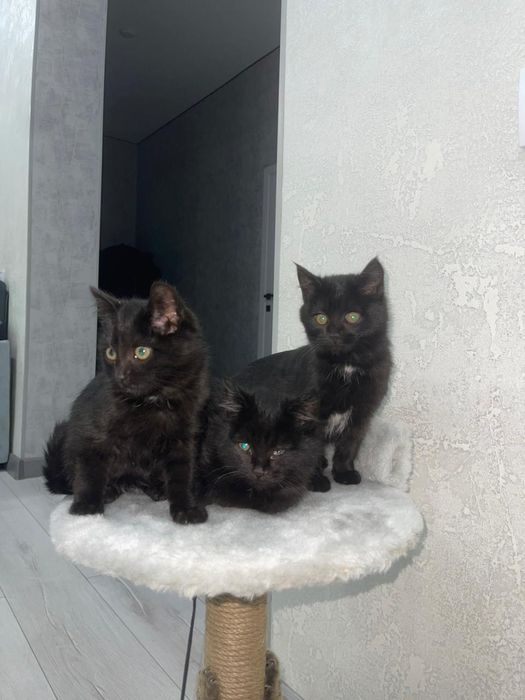 Отдам котят бесплатно