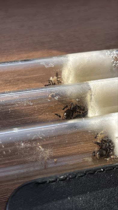 Муравьи, садовые lasius niger