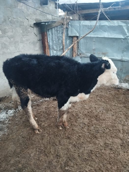 Продам телку годовалую