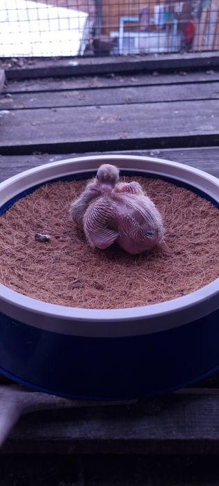 Гнёзда для голубей