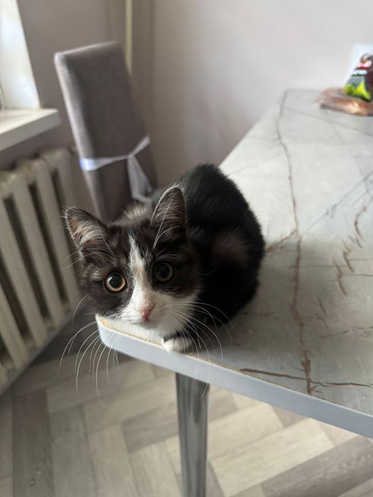 Котенок в хорошие руки