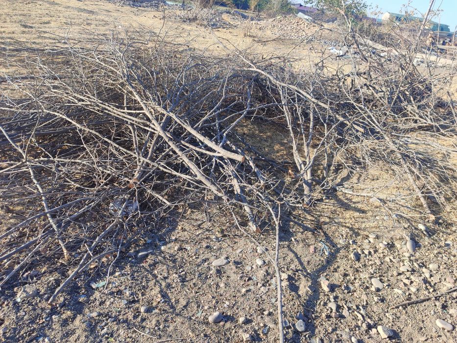 Утин текинга, дрова бесплатно