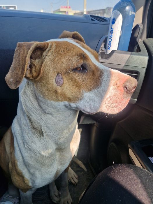 Найдена собака пит