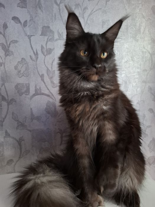 Мейн-кун полидакт девочка