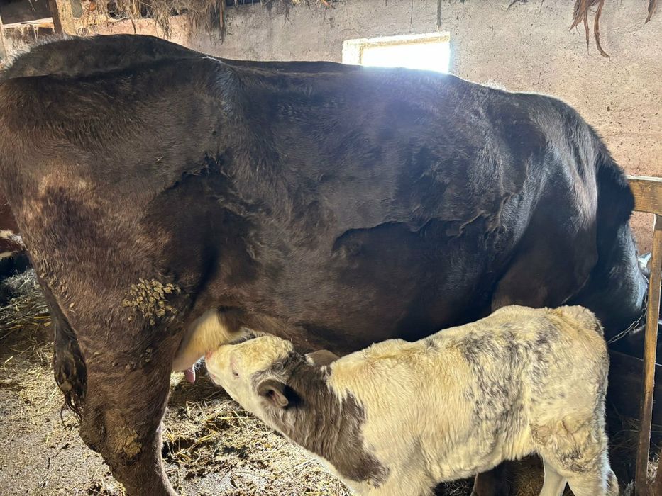 Am  vitei de vanzare