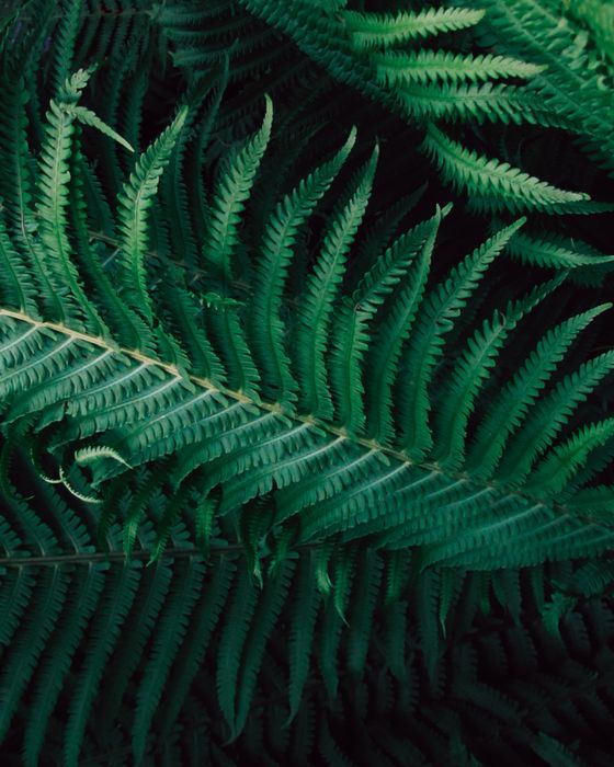 canon sx210is мыльница