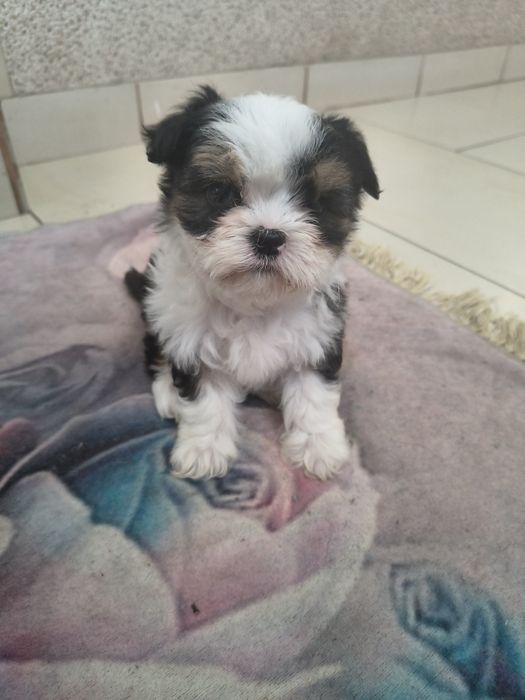 Shih Tzu in vârstă de 2 luni