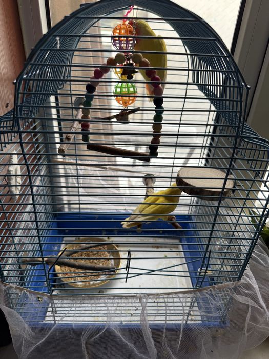 Продам неразлучников фишиера 4 мес