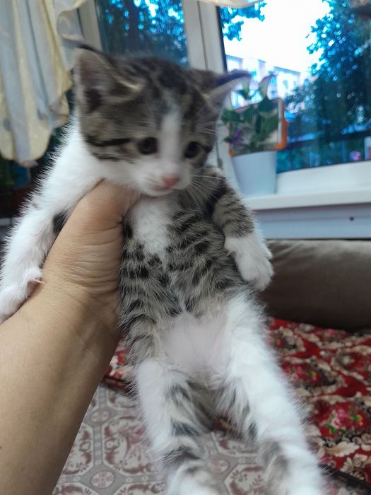 Отдам бесплатно в хорошие руки