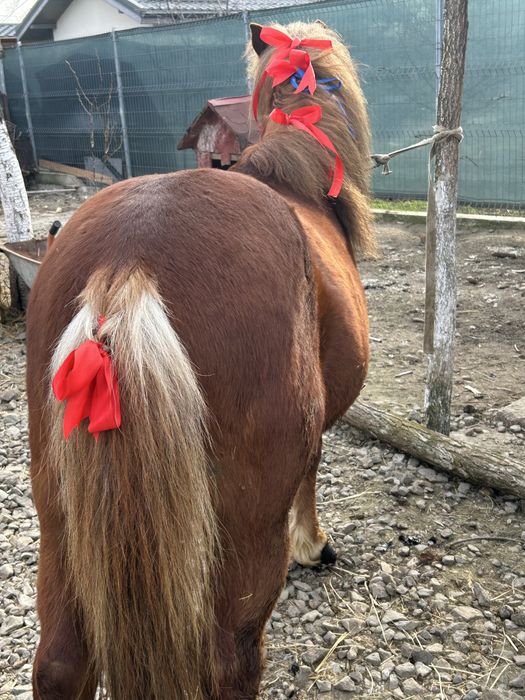 Vand sau schimb ponei foarte cumine