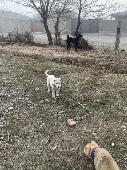 Алабай күшік 3 аилық