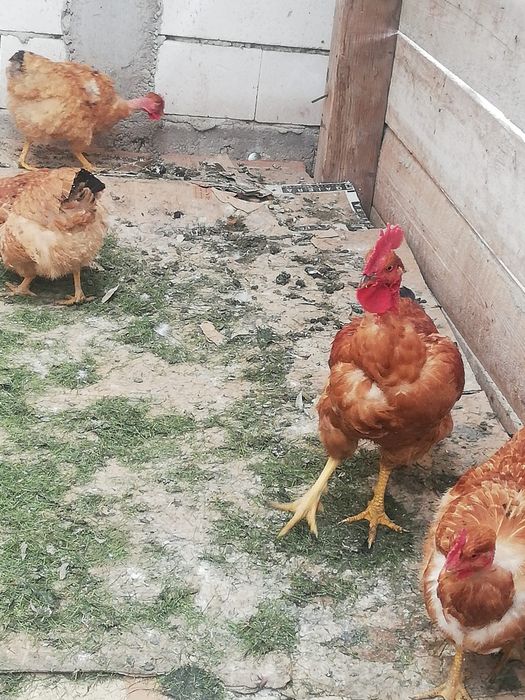 Vand oua gaini de rasa golas de transilvania Mari (nu pitici) pentru incubator incubat oua de casa de gaina