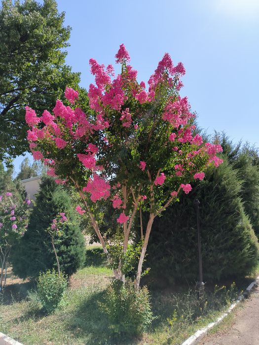 Индийский сирень