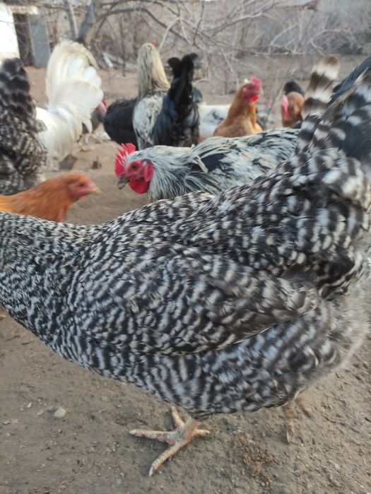 Петухи Курицы Оптам