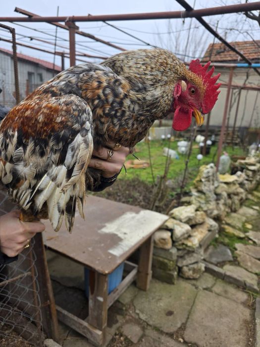 Продавам петли и кокошки