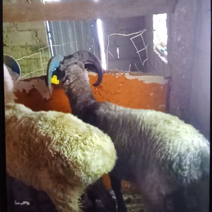 Семіз қошқарлар сатылады